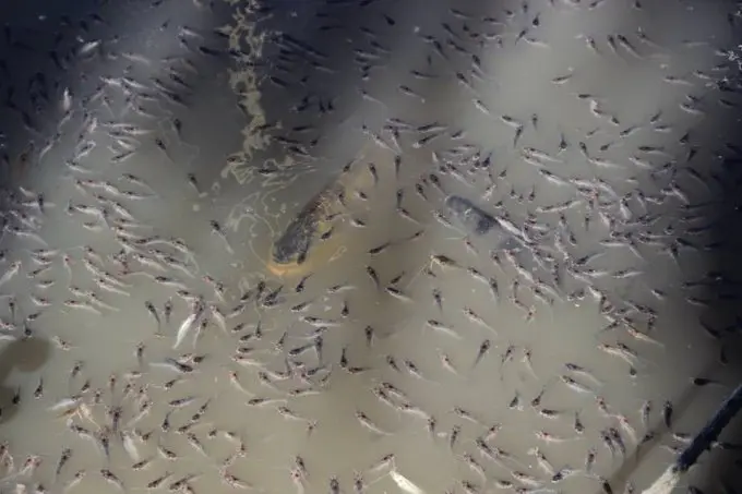 20180319185237_.5peces