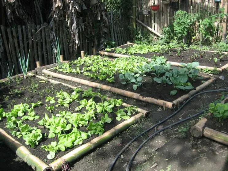 #4medios huerta semillas varela