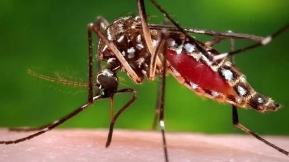 #4MediosDengue