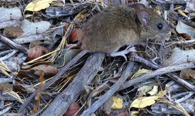 image002