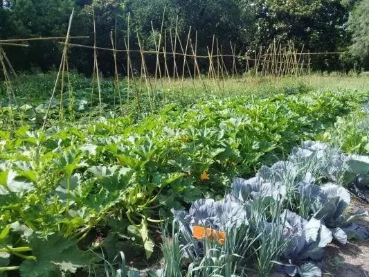 Huerta en verano