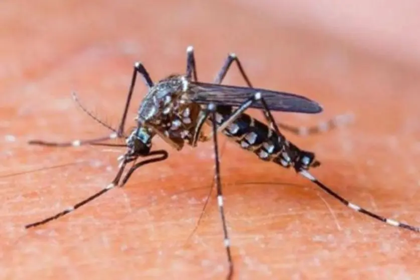 Mosquito dengue