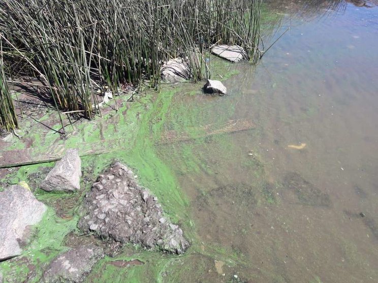 quilmes rio de la plata toxico agua verde