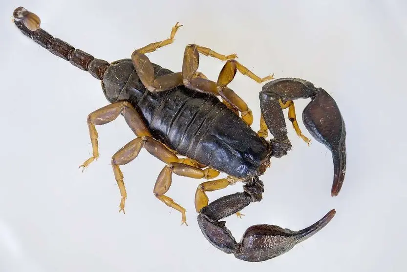 alacranes florencio varela