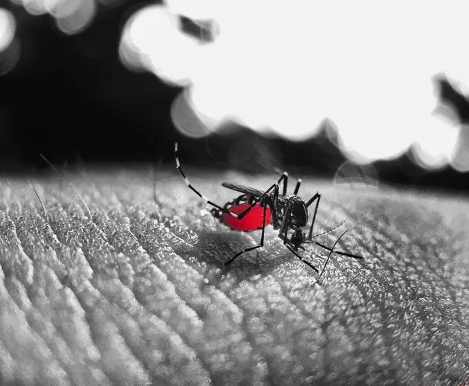dengue provincia de buenos aires casos