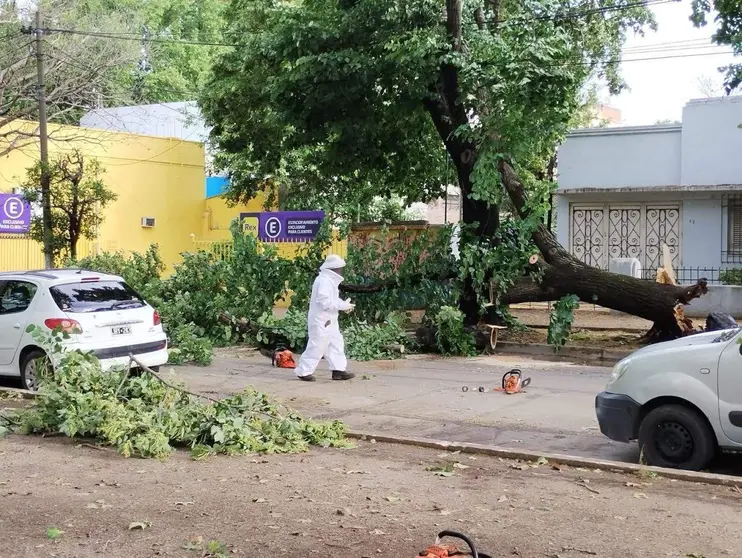 tempora_varela_arboles_caidos