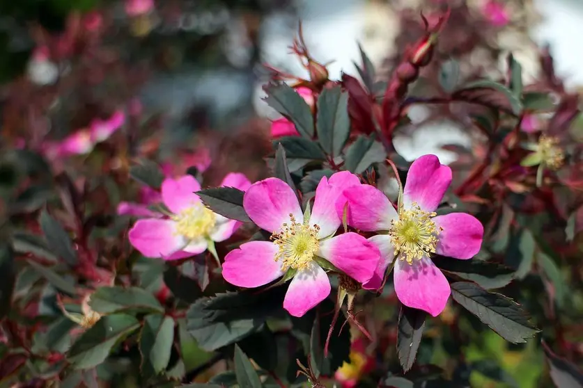 flowers-359531_1280