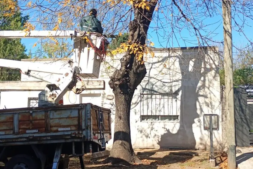 poda de arboles varela 