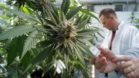 aceite-de-cannabis-medicinal