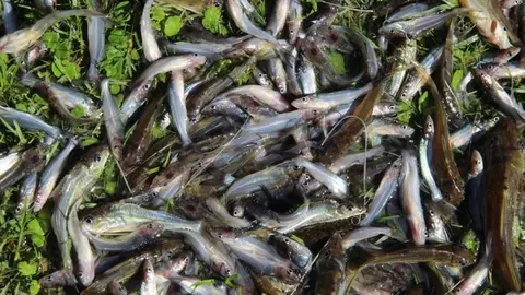 peces muertos