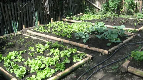 #4medios huerta semillas varela