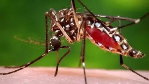 #4MediosDengue