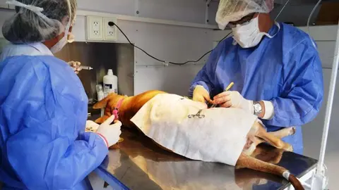 #4MediosCastraci&oacute;ndeAnimales