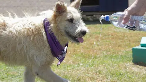perro mascota berazategui #4medios