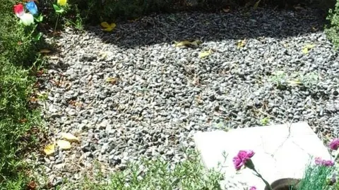 Cinerariog