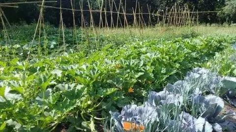 Huerta en verano