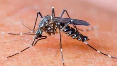 Mosquito dengue