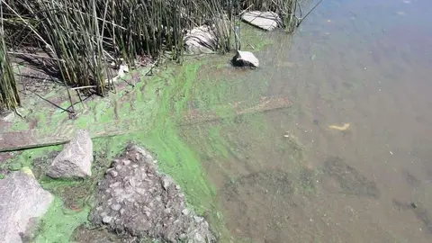 quilmes rio de la plata toxico agua verde
