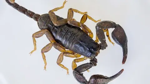 alacranes florencio varela