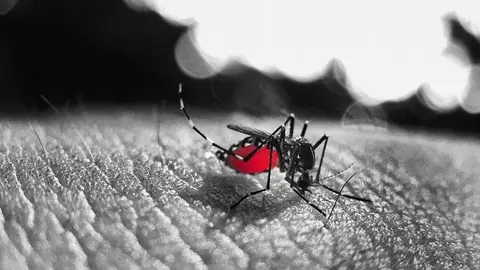 dengue provincia de buenos aires casos