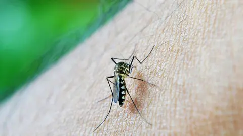 mosquito-213805_1280