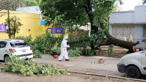 tempora_varela_arboles_caidos