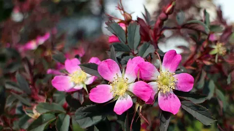 flowers-359531_1280