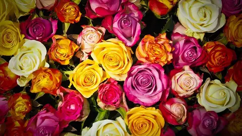 roses-1229148_1280