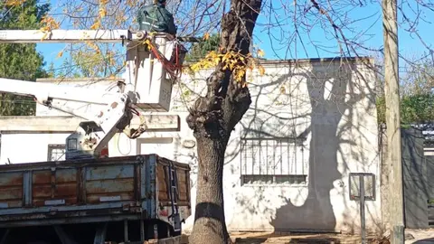 poda de arboles varela 