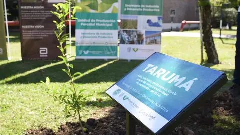 forestacion arboles varela