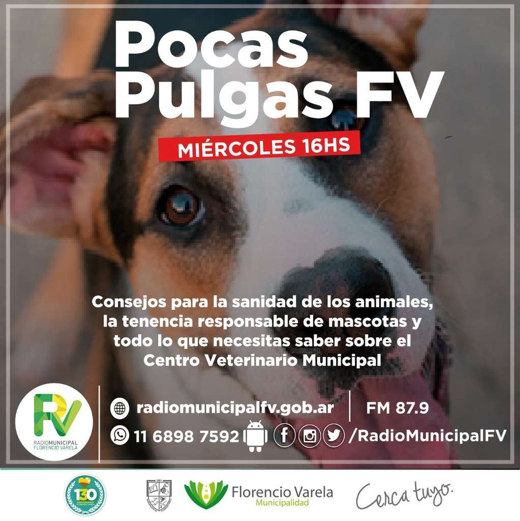 pocas pulgas