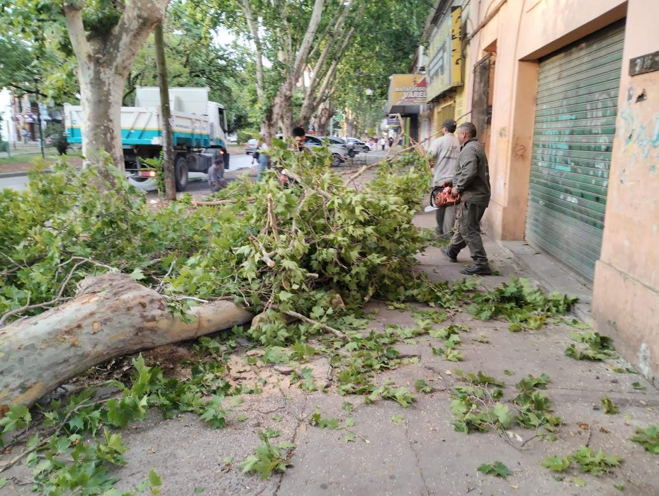 tempora_varela_arboles_centro
