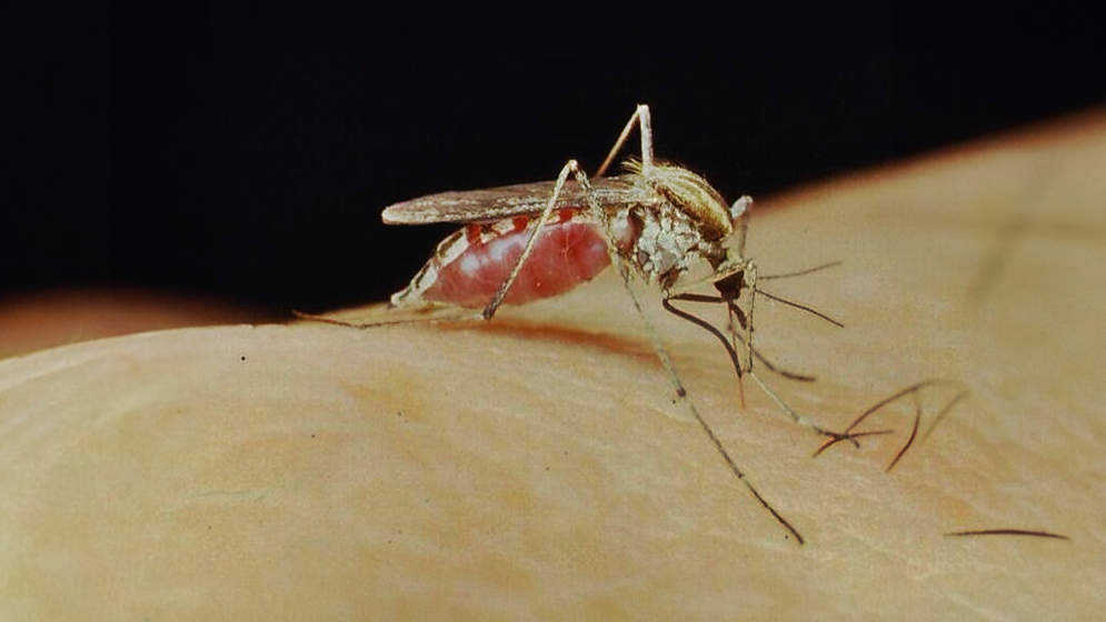 MOSQUITO_1